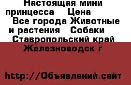 Настоящая мини принцесса  › Цена ­ 25 000 - Все города Животные и растения » Собаки   . Ставропольский край,Железноводск г.